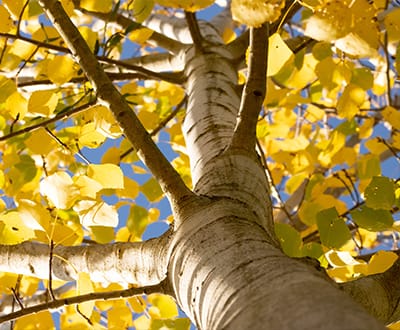 Looking up a an Aspen tree with its leaves turning yellow