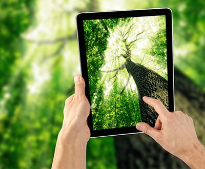 Someone holding a tablet taking a picture of a beautiful, tall, green tree from its base