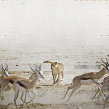 A lioness hunting gazelles on the Serengeti